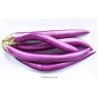 LONG OR CHINESE EGGPLANT