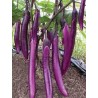 LONG OR CHINESE EGGPLANT
