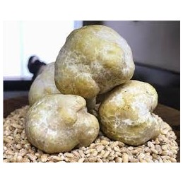 Trufa de Miel Mattirolomyces Terfezioides | Compra Trufas Gourmet