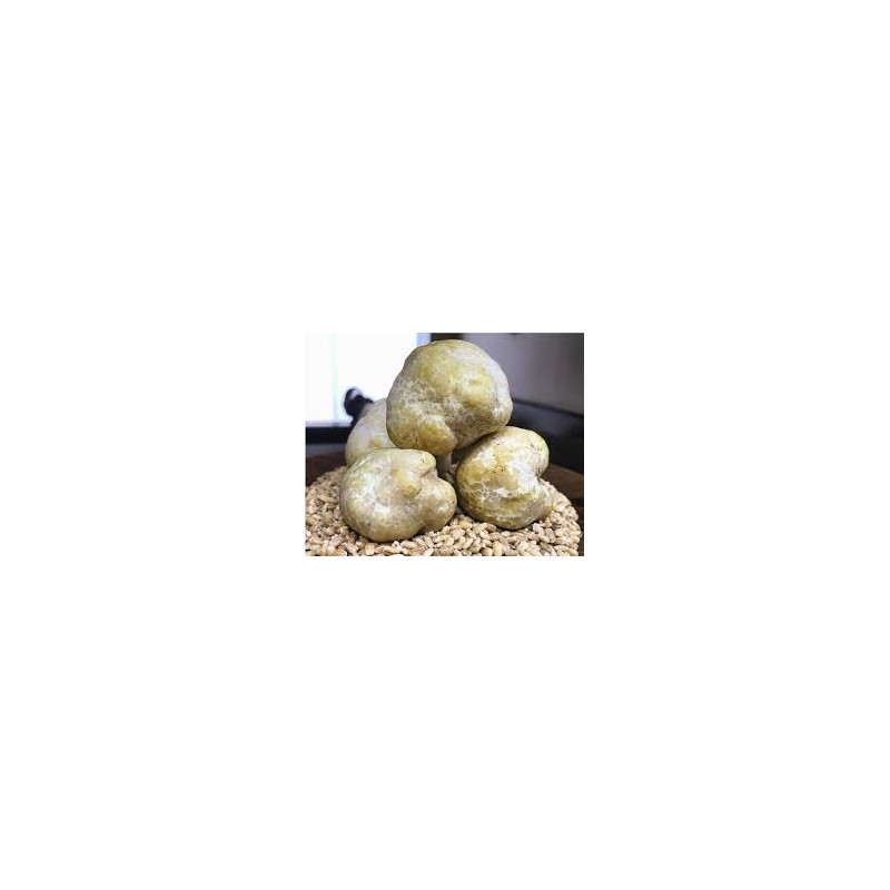 Trufa de Miel Mattirolomyces Terfezioides | Compra Trufas Gourmet