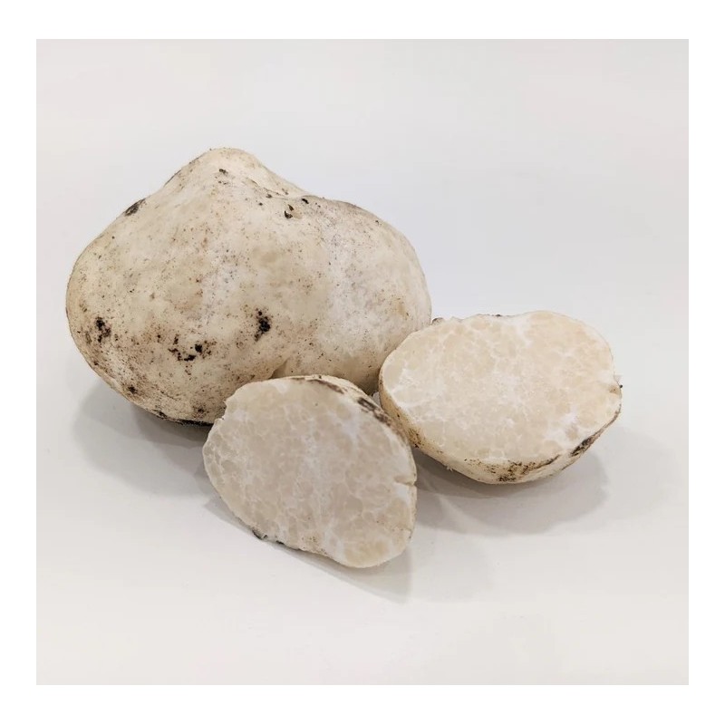 Trufa de Miel Mattirolomyces Terfezioides | Compra Trufas Gourmet