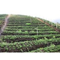 Hierbas aromáticasVenta de Hierbas Naturales - Productos Altur | Alta Calidad y Eficiencia y medicinales