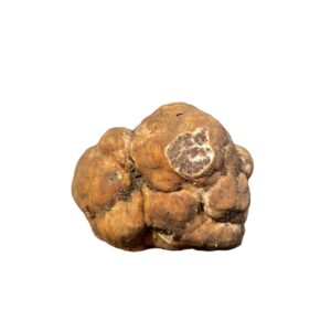 Tuber borchii (trufa blanca de primavera)